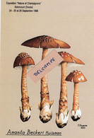 Amanita Beckeri Huijsman - Paddestoelen