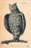 Fantaisies - Dorival - Le Grand Duc - Chantecler M. Edmond Rostand - Photo Bert - Edit. E.L.D - Carte Postale Ancienne - Gekleidete Tiere
