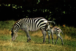 N°38200 Z -cpsm Maman Zèbre Et Son Petit - Zebras