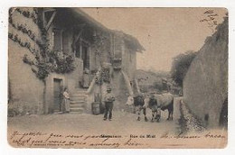 SUISSE - HERMANCE - RUE DU MIDI - BOEUFS SOUS JOUG - 1905 - Hermance