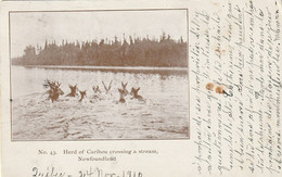 Herd Of Caribou Crossing A Stream, Newfoundland - St. John's