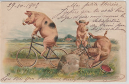 3 COCHONS Habillés Et Humanisé Fumant La Pipe Et à Vélo (accident De Vélo) - Schweine
