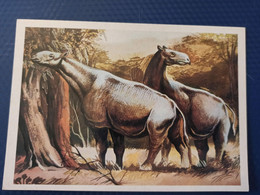 Rhino Ancestor  - Old Postcard  - Indricotherium 1986 - Largest Land Mammal That Ever Existed - Rhinozeros