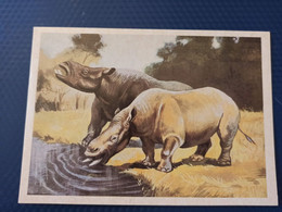 Rhino Ancestor  - Old Postcard  - Chiloterium  Rhinoceros 1986 - Rhinoceros