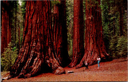 California Yosemite National Park Mariposa Grove Of Big Trees - Yosemite