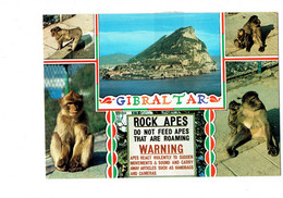 Cpm - Gibraltar - ROCK APES - SINGE ET SON Bébé - - Gibraltar