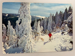 CPM - Ski De Fond - Sports D'hiver