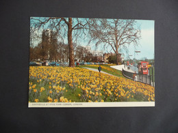 LONDON - Daffodils At Hyde Park Corner - Hyde Park