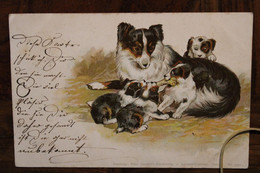 AK 1899 Cpa Chiens Border Coolie ? Chiots Litho Elsass - Chiens