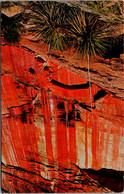 Utah Zion National Park White Cliffs Yucca And Red-Streaked Wall 1968 - Zion