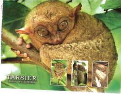 TARSIER BOHOL - Philippines