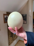 œuf D'autruche - Eggs