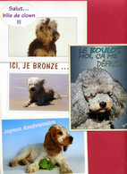 4 CARTES HUMORISTIQUES - 3 Collection Best Of Card - Editions Paty & Sweety + 1  Production Leconte - Hunde
