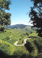 KAISERSTUHL - Kaiserstuhl