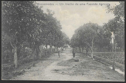 Postal Angola - Mossamedes - Um Trecho De Uma Fazenda Agricola - CPA Animé Farm Landscape Paysage Cultiver - Angola