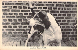 ANIMAUX - Chien Portrait - Chien De Chasse - Lanaken - Tournebride - Carte Postale Ancienne - Hunde