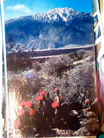 CALIFORNIA Beauties Of The Desert. Desert CACTUS Beavertail N1970  JG8953 - Death Valley