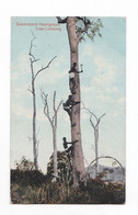 Queensland Arboriginals, Tree-climbing, éd. Valentine & Sons, 1919 - Altri & Non Classificati