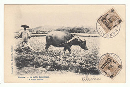 CHINA 1907 Cover PC HANKOW Water Buffalo Deutsche Post Taunston Mass USA (c054) - Lettres & Documents