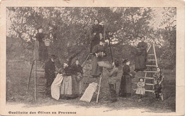 Folklore - Ceuillette Des Olives En Provence - Calendrier 1903 -  Animé - Carte Postale Ancienne - Personnages