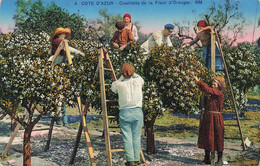 Folklore - Côte D'azur - Cueillette Des Fleurs D'oranger - Edit. Rostan Et Munier - Colorisé - Carte Postale Ancienne - Personaggi