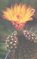 Cactus Notocactus Concinnus 1974 - Cactusses