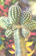 Cactus Echinocereus Melanocentrus 1974 - Cactussen