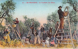 Folklore - En Provence - La Cueillette Des Olives - Edit. Morcel - Colorisé - Carte Postale Ancienne - Personaggi