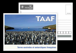 TAAF / French Antarctic Territory / Postcard / View Card - TAAF : Franz. Süd- Und Antarktisgebiete