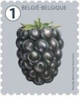 4808** - Fruits/Vruchten/Früchte - Mûre/Braam/Brombeere/Blackberry - Grandes Dents/Grote Tanden/Große Zähne - Mersman - Coil Stamps