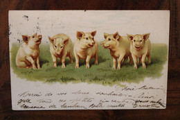 AK 1901 Animaux Cochons Porcelets Lithos Cpa - Pigs