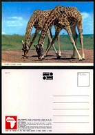 [ EC 01900 ] - TANZANIA - GIRAFFE - Tanzanie