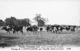 Nouzilly * Carte Photo * élevage De L'Orfrasière * Vaches Normandes Avec Taureaux De 6 Mois * Agriculture Bovins - Autres & Non Classés