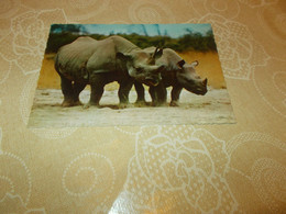 B834   Rinoceronte Non Viaggiata - Rhinoceros