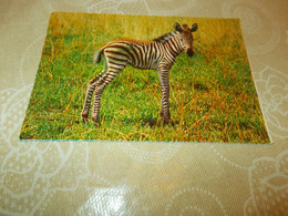 B834  Zebra Scritta Al Retro Come Da Foto - Zebra's