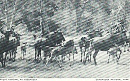 Portugal ** & Postal Ultramar, Mozambique,  Fauna, Gorongosa National Park  (11990) - Mozambique