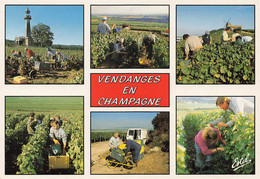 RTEGION - CHAMPAGNE - Les Vendanges - Multivues - Champagne - Ardenne