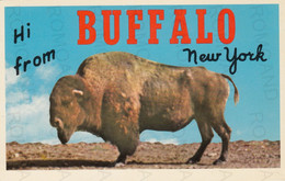 CARTOLINA  BUFFALO,NEW YORK,STATI UNITI,HI FROM BUFFALO-NEW YORK-NON VIAGGIATA - Buffalo