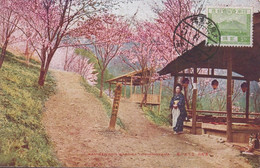 1928-1939. JAPAN. CARTE POSTALE Motive: KAMISENEON SAKURA YOSHINOYAMA. Franking 2 Sn  FUJISA... (Michel 177+) - JF435913 - Storia Postale