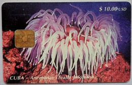 Cuba $10.00 USD "  Sea Anemone 1 ( Tealia  Lofotensis " - Cuba