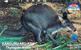 INDONESIA - TAMURA - S331 - ANIMALS - KANGURU ABU-ABU (THYLOGALE BRUNII) - Indonesien