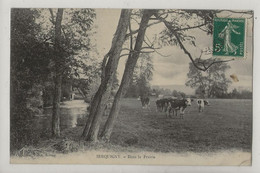 Serquigny (27) : Les Vaches Au Pâturage En 1910 PF - Serquigny