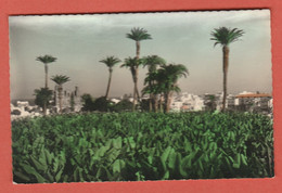 Delcampe - CP EUROPE ESPAGNE ILES CANARIES LAS PALMAS 5 - Gran Canaria