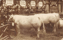 PARIS-CARTE-PHOTO-CONCOURS AGRICOLE 1911- EXPOSITION DE BOEUFS - JULIEN DAMOY PREMIER PRIX D'HONNEUR - Tentoonstellingen