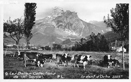 Haute Savoie * La Dent D'oche * Troupeau Vaches Pâturages - Otros & Sin Clasificación