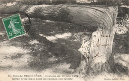 Paris * 12ème * Bois De Vincennes * Le Cyclone Du 16 Juin 1908 * Arbre Brisé Mais Dont Les Racines Ont Résisté - Distretto: 12