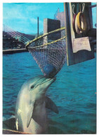 1980 USSR GEORGIA BATUMI Dolphinarium - Géorgie