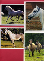 LE CHEVAL - 4 Cartes - Production Leconte (n°7404/09/13/18) Et Production Verlag N°603 - Horses