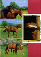 Reflets De Normandie - 4 Cartes - LE CHEVAL - Editions LE GOUBEY - Production LECONTE - Horses