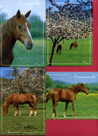 Reflets De Normandie - 4 Cartes - LE CHEVAL - Editions LE GOUBEY - Production LECONTE - Horses